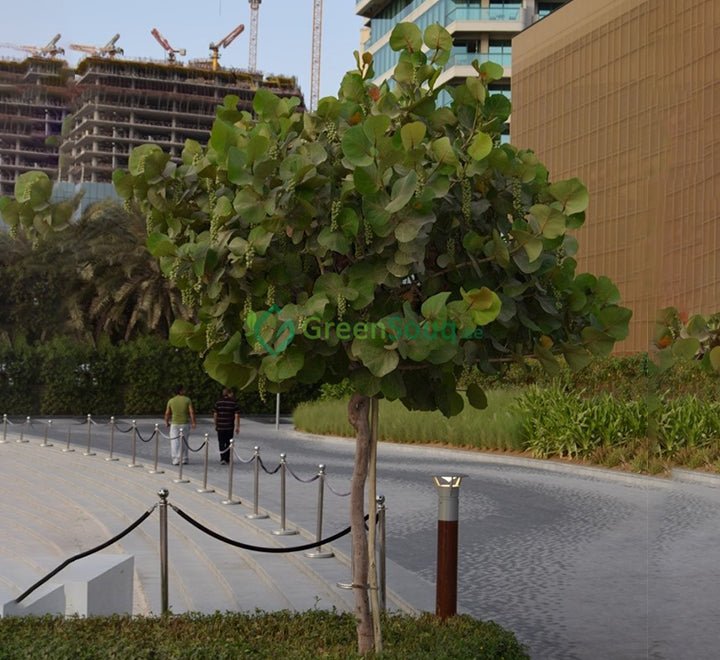 Coccoloba Uvifera or Sea Grape - Greensouq - 