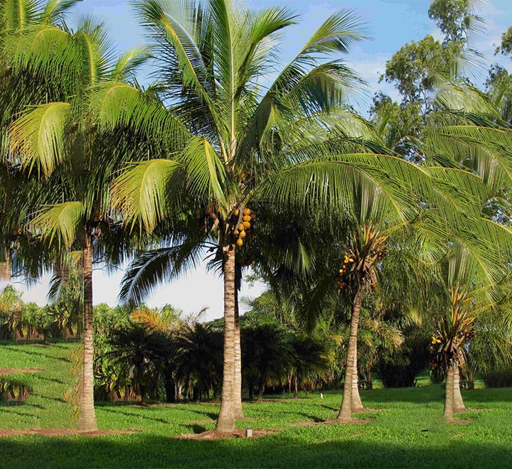 Cocos Nucifera "Coconut Palm" نخلة جوز الهند - Greensouq - 