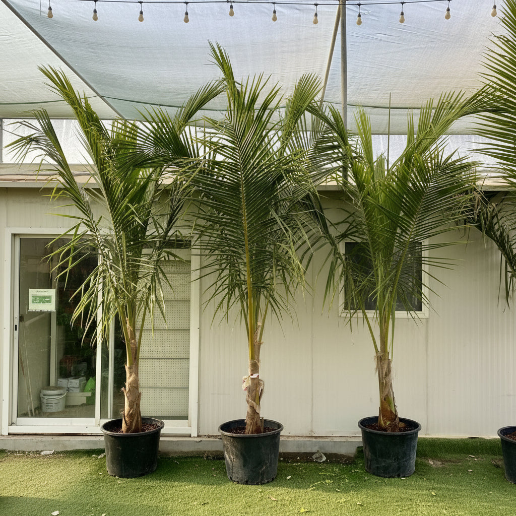 Cocos Nucifera "Coconut Palm" نخلة جوز الهند - Greensouq - 
