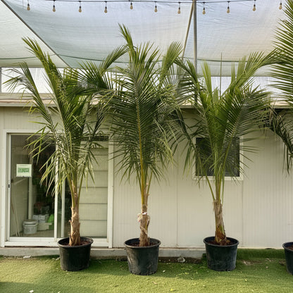 Cocos Nucifera "Coconut Palm" نخلة جوز الهند - Greensouq - 