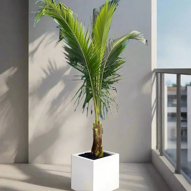 Cocos Nucifera "Coconut Palm" نخلة جوز الهند - Greensouq - 