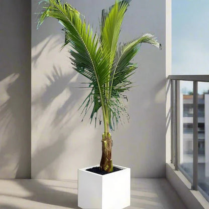Cocos Nucifera "Coconut Palm" نخلة جوز الهند - Greensouq - 