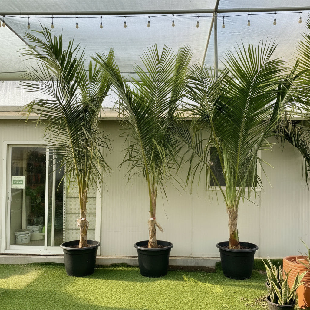 Cocos Nucifera "Coconut Palm" نخلة جوز الهند - Greensouq - 