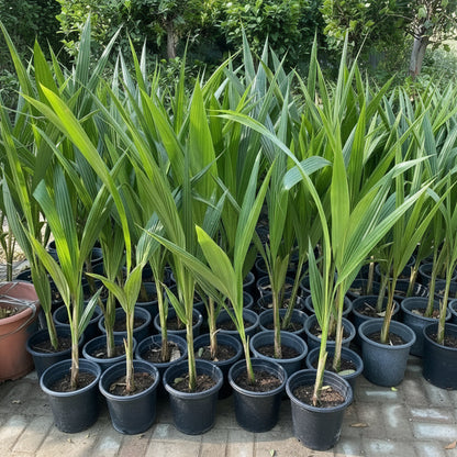 Cocos Nucifera "Coconut Palm" Small 1.4 to 1.5m - Greensouq - 