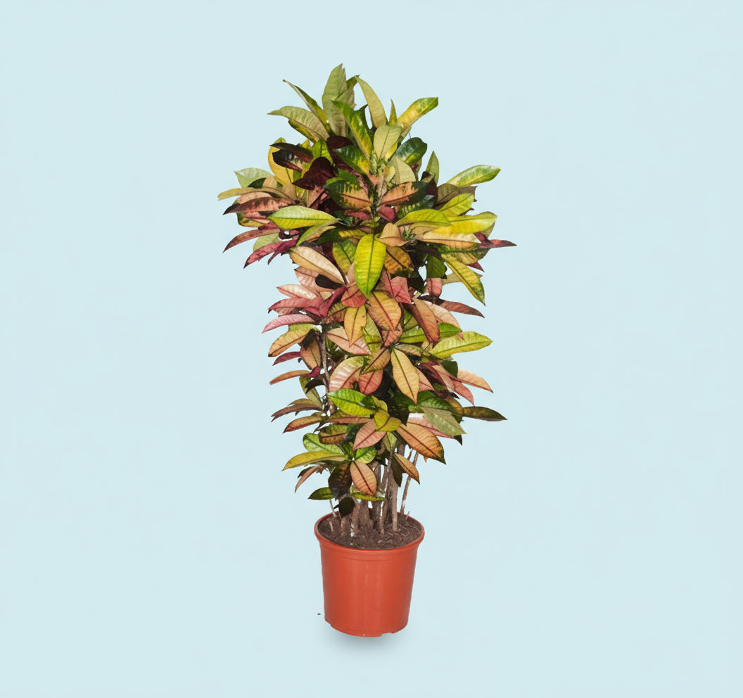 Codiaeum Variegatum (Croton), Mrs Iceton - Greensouq - 
