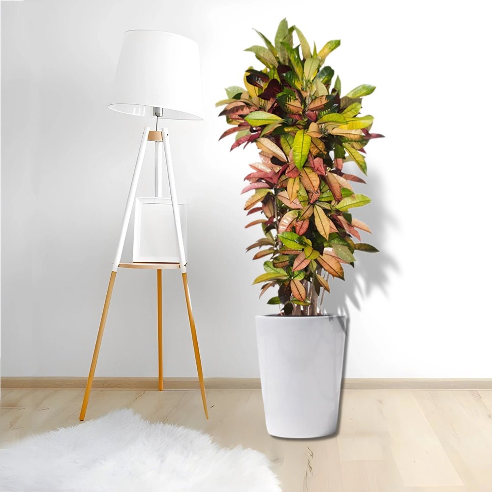 Codiaeum Variegatum (Croton), Mrs Iceton - Greensouq - 