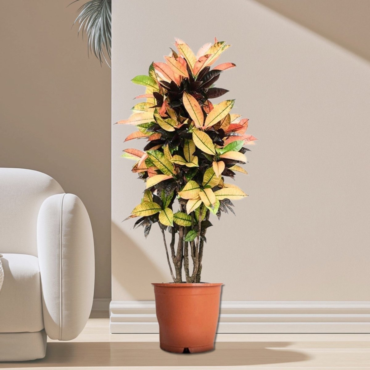 Codiaeum Variegatum (Croton), Mrs Iceton - Greensouq - 