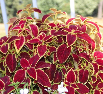 Coleus mix color plants - Greensouq - 