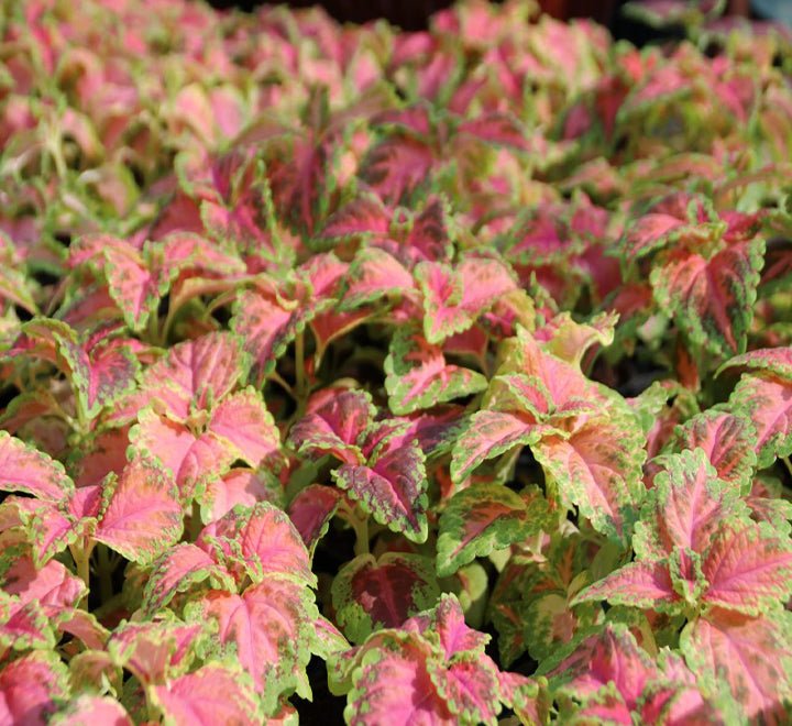 Coleus mix color plants - Greensouq - 