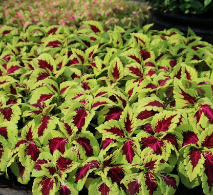 Coleus mix color plants - Greensouq - 