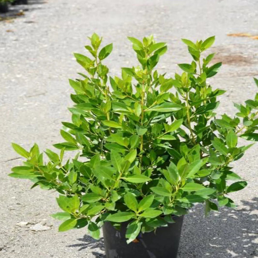Conocarpus Erectus, Green Buttonwood - Greensouq - 