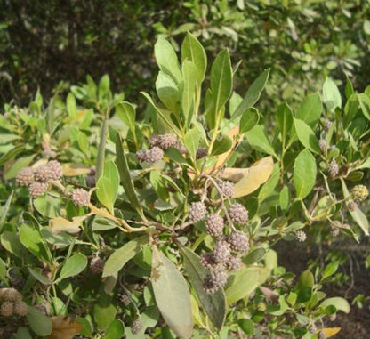 Conocarpus Erectus, Green Buttonwood - Greensouq - 