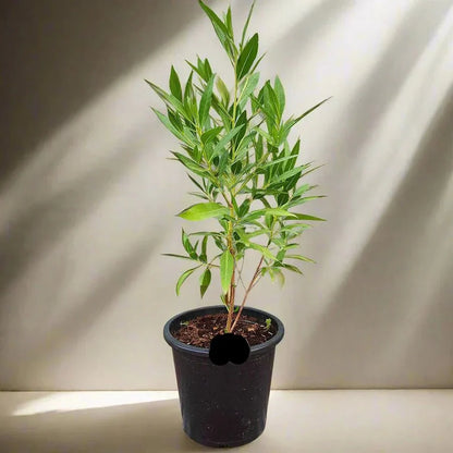 Conocarpus Erectus 'Saudi' or Damas tree دمس - Greensouq - 