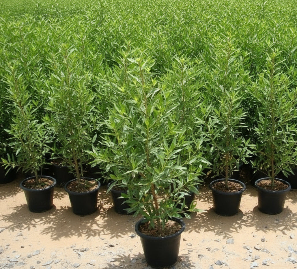 Conocarpus Erectus 'Saudi' or Damas tree دمس - Greensouq - 