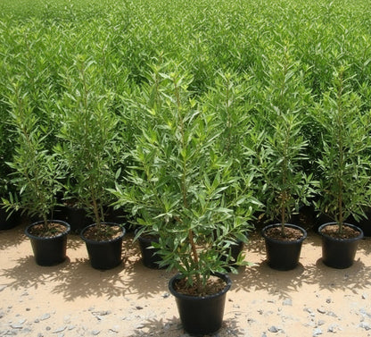 Conocarpus Erectus 'Saudi' or Damas tree دمس - Greensouq - 