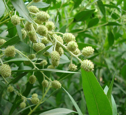 Conocarpus Erectus 'Saudi' or Damas tree دمس - Greensouq - 