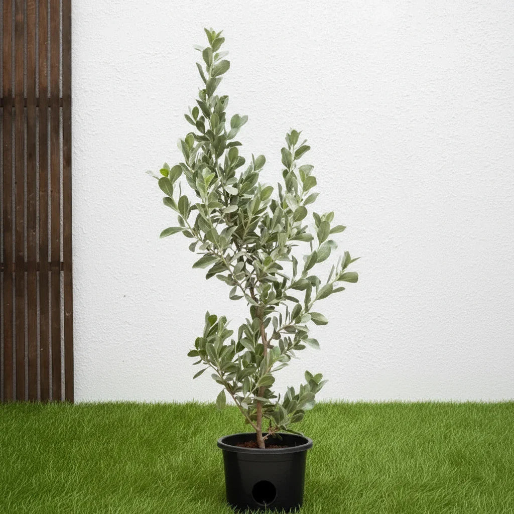 Conocarpus Exrectus, Silver Leaf, Silver buttonwood - Greensouq - 