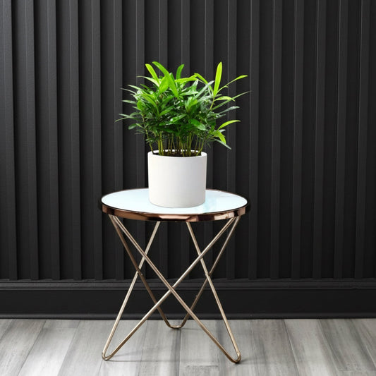 Conocarpus Plant indoor– 30cm Height - Greensouq - 