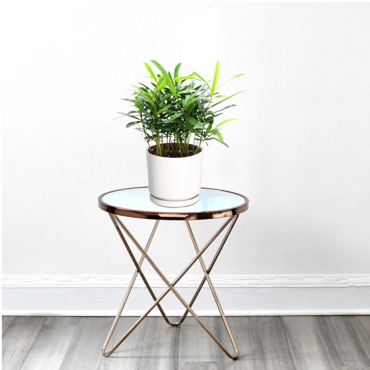 Conocarpus Plant indoor– 30cm Height - Greensouq - 