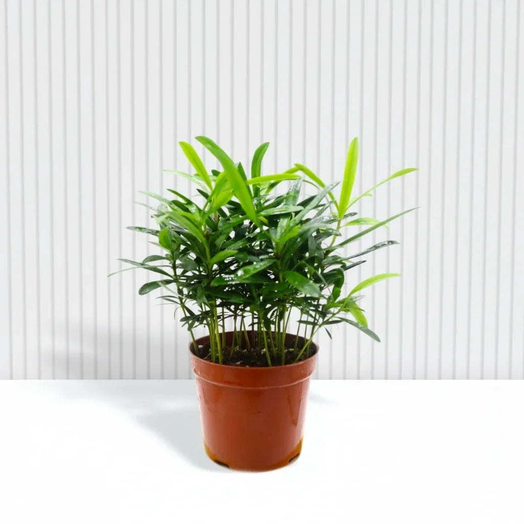 Conocarpus Plant indoor– 30cm Height - Greensouq - 