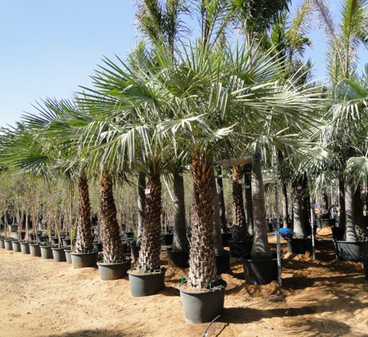 Copernicia Pruniferea "Wax Palm" - Greensouq - 