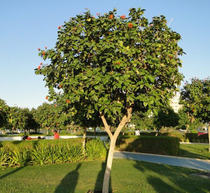 Cordia Sebestena or Orange Geiger Tree - Greensouq - 