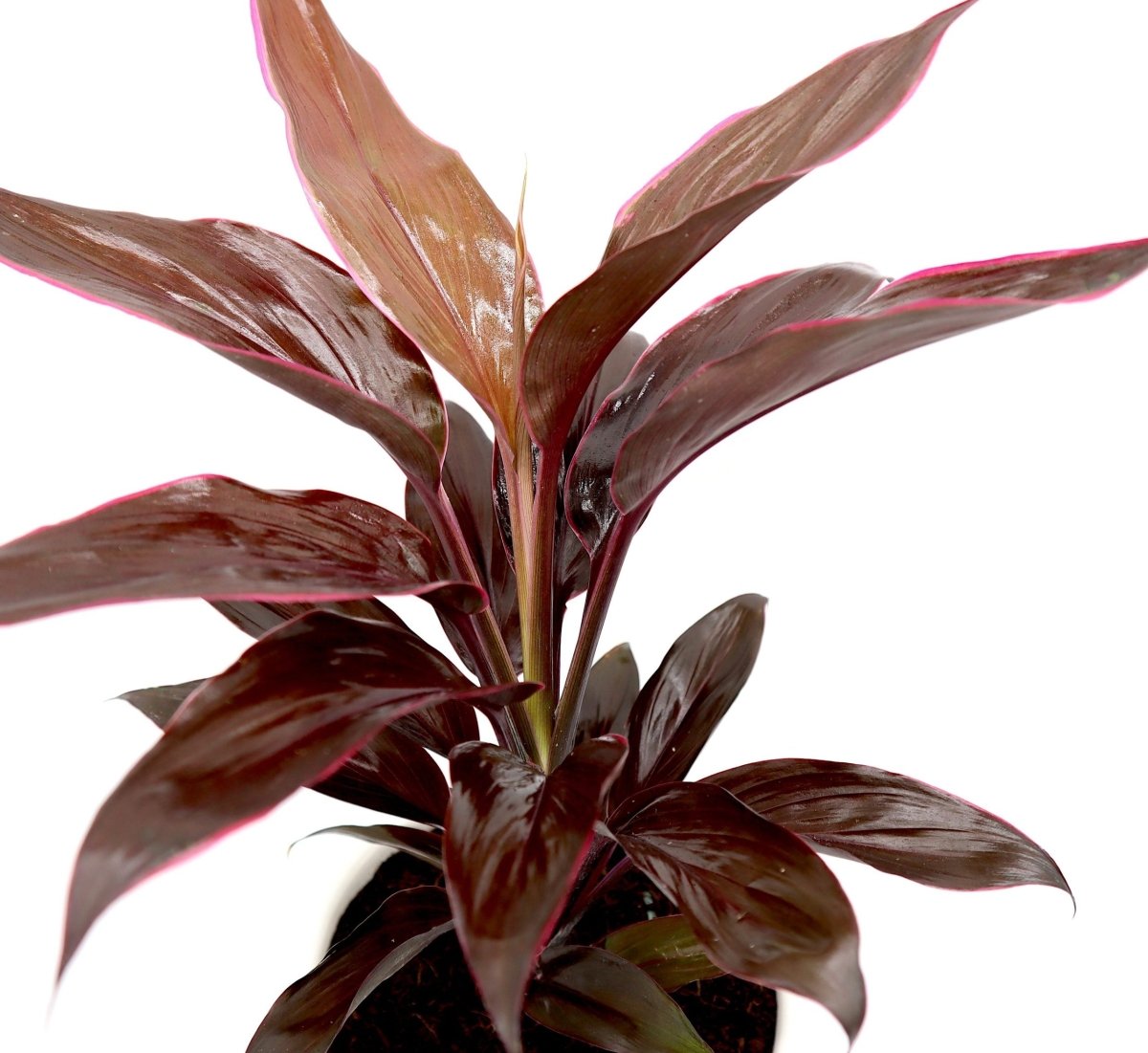 Cordyline Fruticosa Mambo "Good luck plant" 25 - 30cm - Greensouq - 