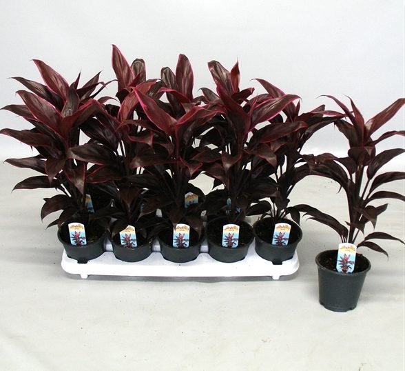 Cordyline Fruticosa Mambo "Good luck plant" 25 - 30cm - Greensouq - 
