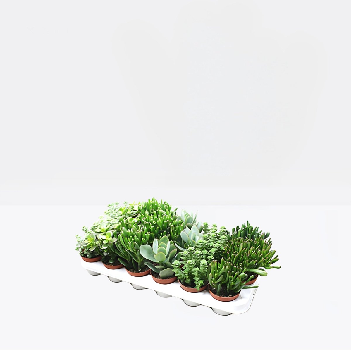 Crassula Mix 7 – 11cm - Greensouq - 