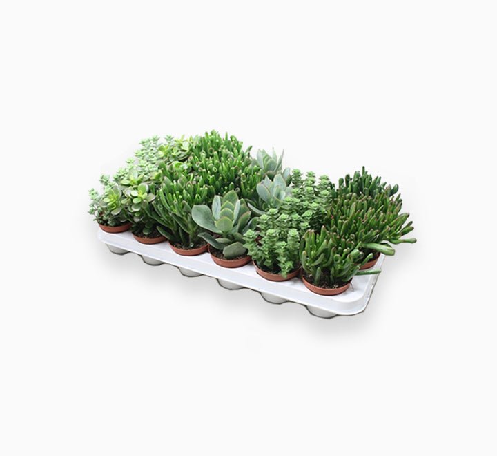 Crassula Mix 7 – 11cm - Greensouq - 