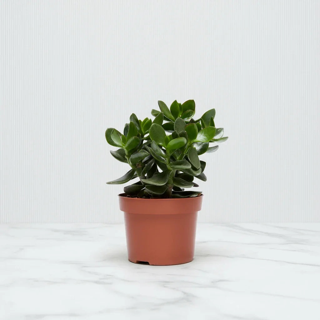 Crassula Ovata (Dollar Plant, Jade Plant, Jade Tree, Money Tree) - Greensouq - 