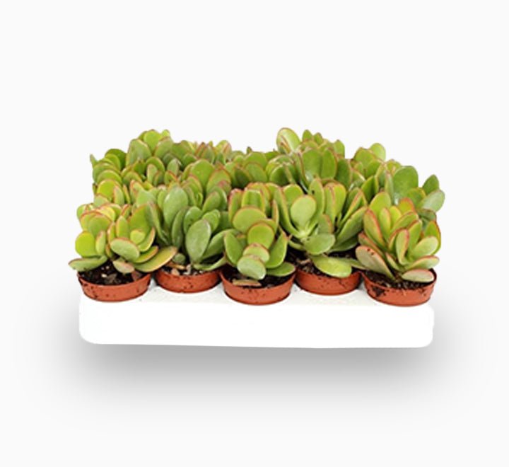 Crassula Ovata (Dollar Plant, Jade Plant, Jade Tree, Money Tree) - Greensouq - 