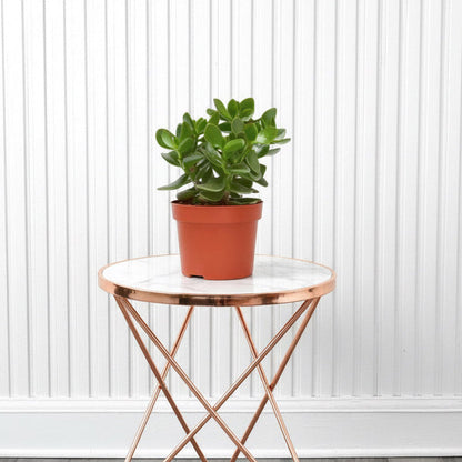Crassula Ovata (Dollar Plant, Jade Plant, Jade Tree, Money Tree) - Greensouq - 