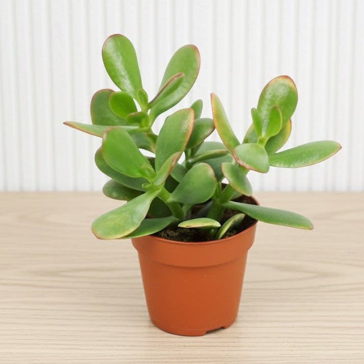 Crassula Ovata (Dollar Plant, Jade Plant, Jade Tree, Money Tree) - Greensouq - 