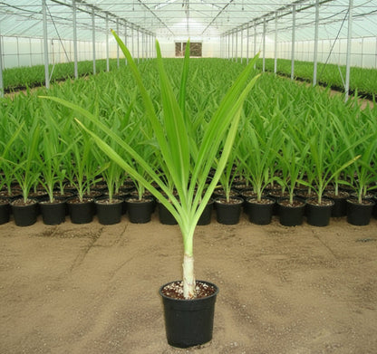 Crinum Asiaticum "Spider lily or Seashore Lily" - Greensouq - 