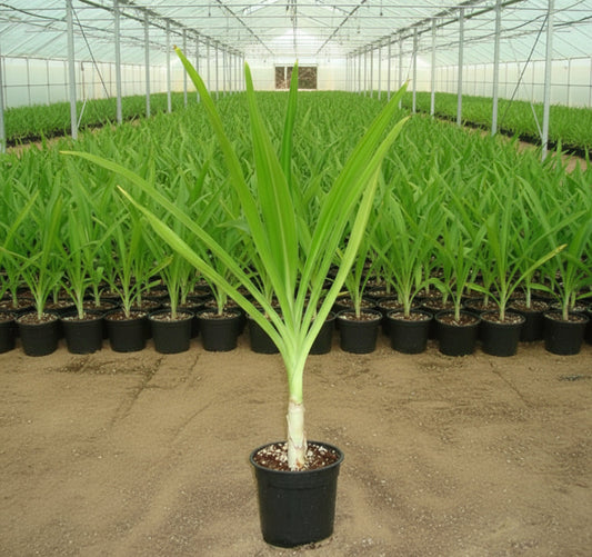 Crinum Asiaticum "Spider lily or Seashore Lily" - Greensouq - 