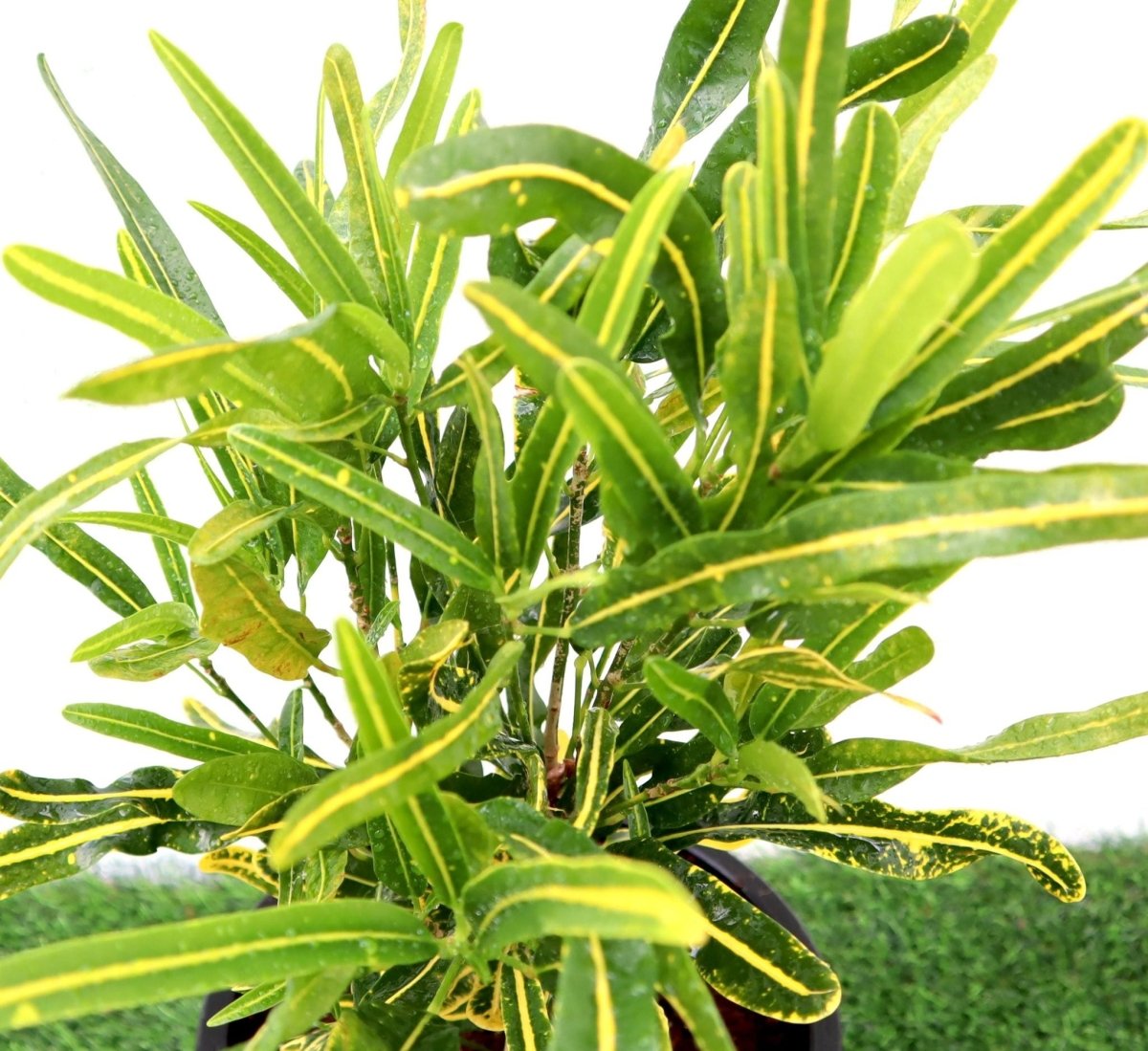 Croton Banana Yellow Plant "Indoor &amp; Outdoor" 6ltr pot - Greensouq - 