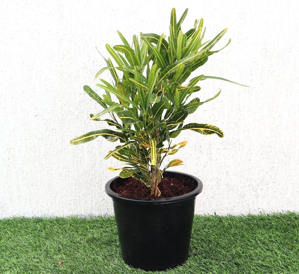 Croton Banana Yellow Plant "Indoor &amp; Outdoor" 6ltr pot - Greensouq - 