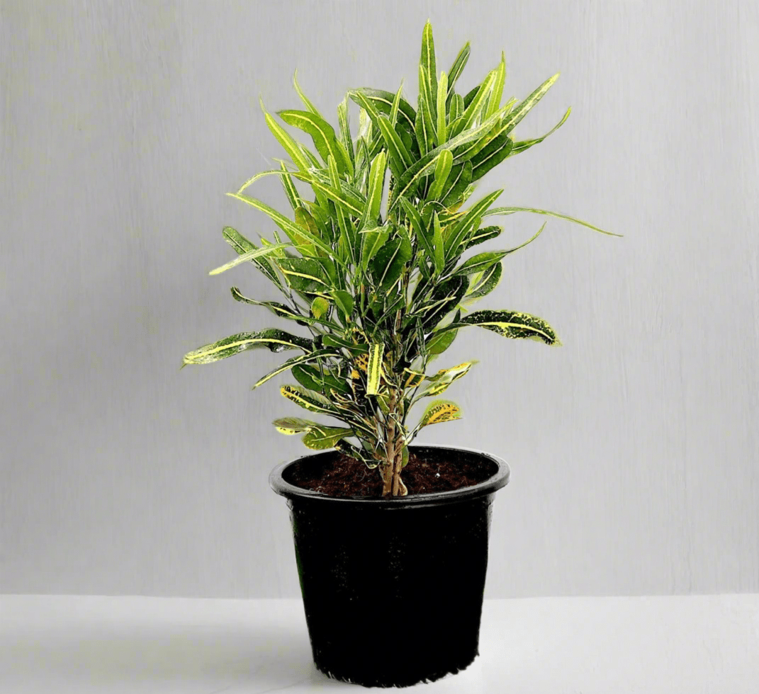 Croton Banana Yellow Plant "Indoor &amp; Outdoor" 6ltr pot - Greensouq - 