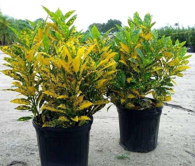 Croton Gold Dust "Codiaeum Variegated Gold Dust" 0.4 - 0.5m - Greensouq - 
