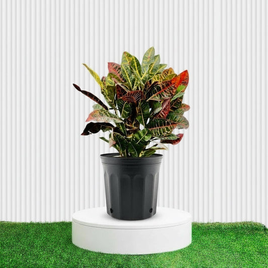 Croton Petra "Garden Croton" 40 - 60cm - Greensouq - 