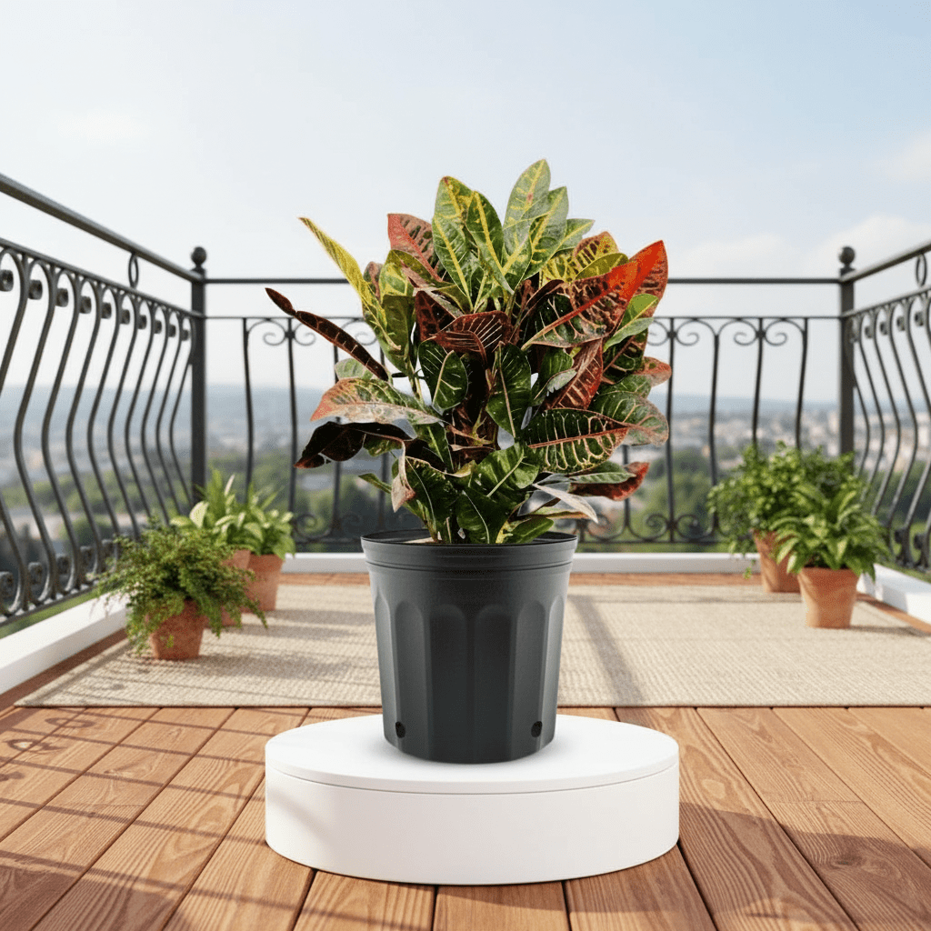 Croton Petra "Garden Croton" 40 - 60cm - Greensouq - 