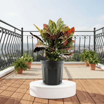 Croton Petra "Garden Croton" 40 - 60cm - Greensouq - 