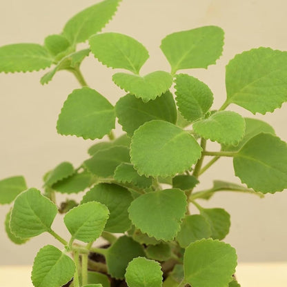 Ajwain Herb | Cuban oregano Herb "Ajwain" - Greensouq -