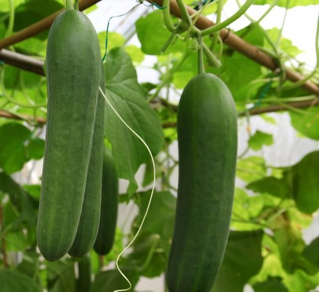 Agrimax Cucumber Seeds - Greensouq -