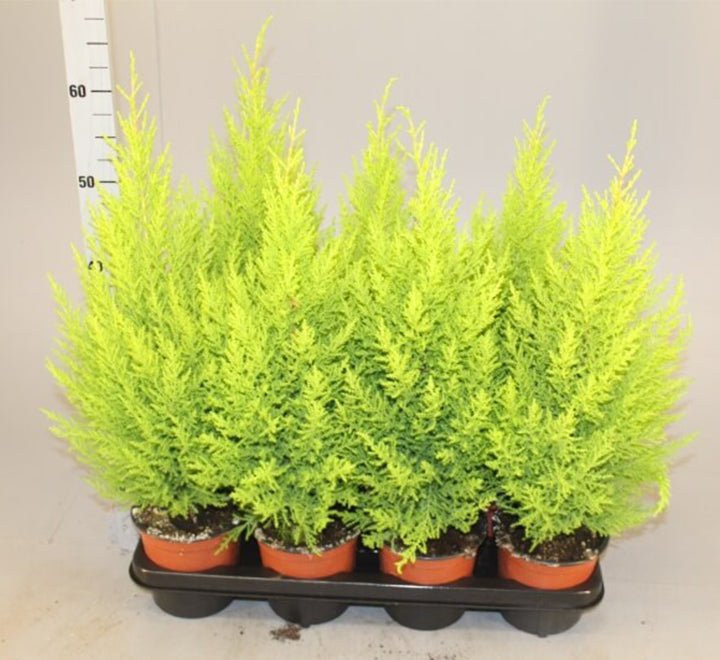 Cupressus Macrocarpa, Goldcrest Wilma, Lemon Cyperus - Greensouq - 