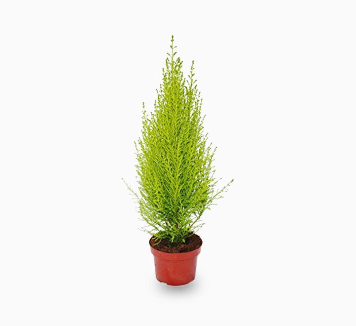 Cupressus Macrocarpa, Goldcrest Wilma, Lemon Cyperus - Greensouq - 