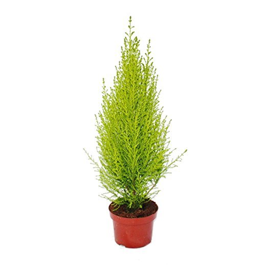 Cupressus Macrocarpa, Goldcrest Wilma, Lemon Cyperus - Greensouq - 