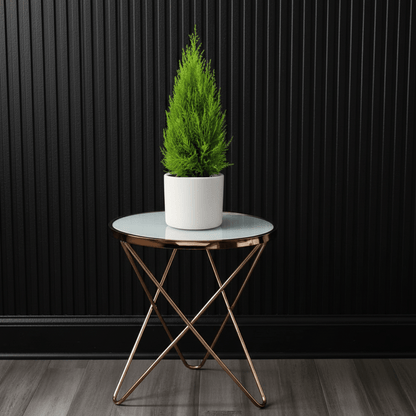Cupressus Macrocarpa, Goldcrest Wilma, Lemon Cyperus - Greensouq - 
