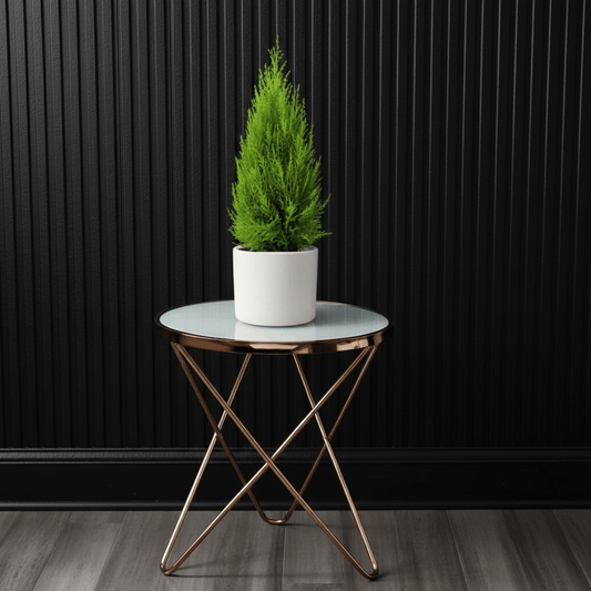 Cupressus Macrocarpa, Goldcrest Wilma, Lemon Cyperus - Greensouq - 